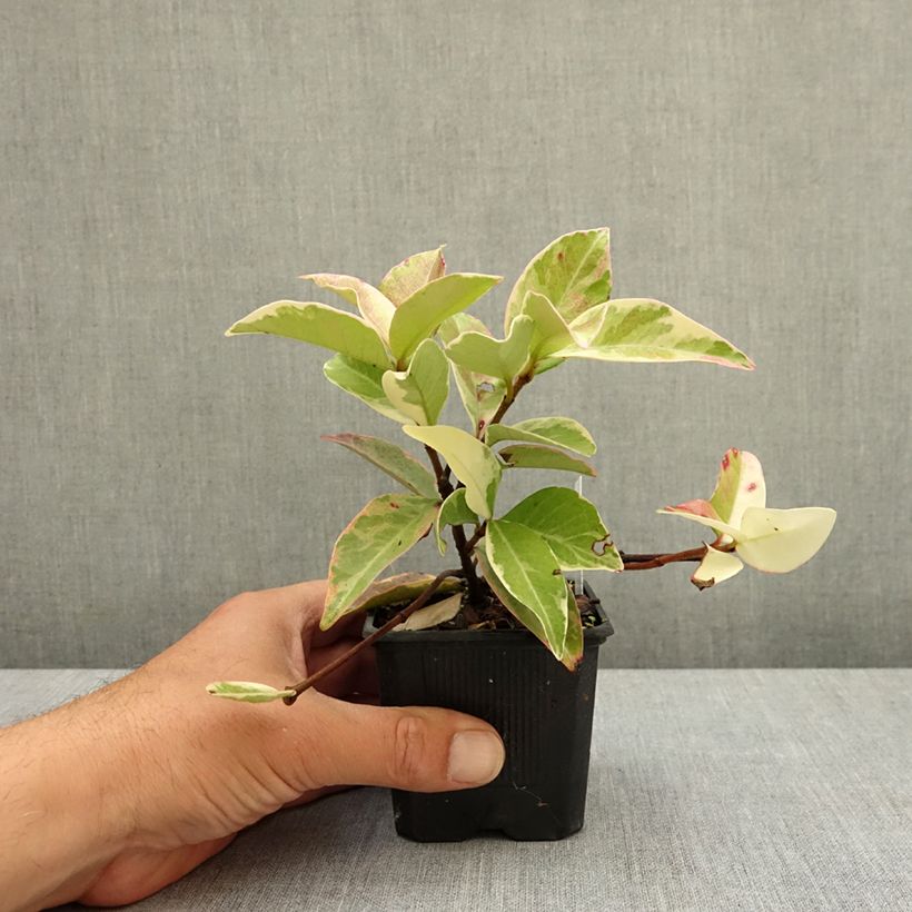Spécimen de Trachelospermum jasminoides Variegatum - Jasmin étoilé Godet de 8/9 cm tel que livré au printemps