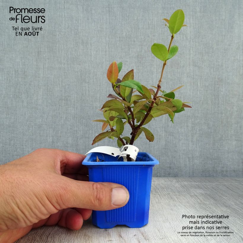 Spécimen de Trachelospermum jasminoides Winter Ruby - Jasmin étoilé Godet de 8/9 cm tel que livré en été