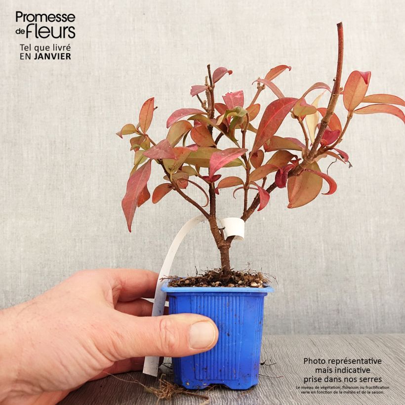 Spécimen de Trachelospermum jasminoides Winter Ruby - Jasmin étoilé Godet de 8/9 cm tel que livré en hiver