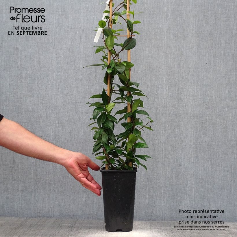 Spécimen de Trachelospermum jasminoides Winter Ruby - Jasmin étoilé Pot de 2L/3L tel que livré en automne