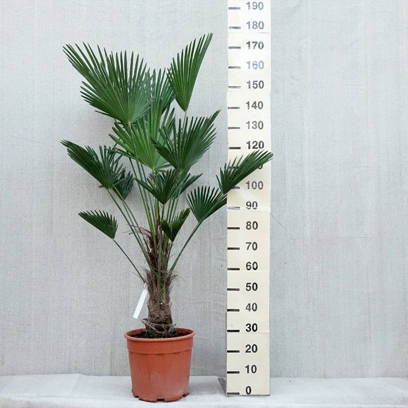 Spécimen de Trachycarpus wagnerianus - Palmier miniature Pot de 12L/15L, Haute-Tige, Hauteur de tronc (Stipe) 20/30cm tel que livré en automne