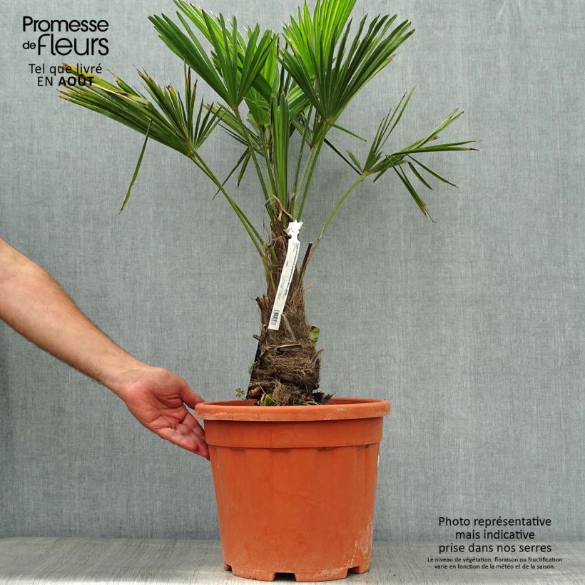 Spécimen de Trachycarpus wagnerianus - Palmier miniature Pot de 12L/15L, Haute-Tige, Hauteur de tronc (Stipe) 20/30cm tel que livré en été