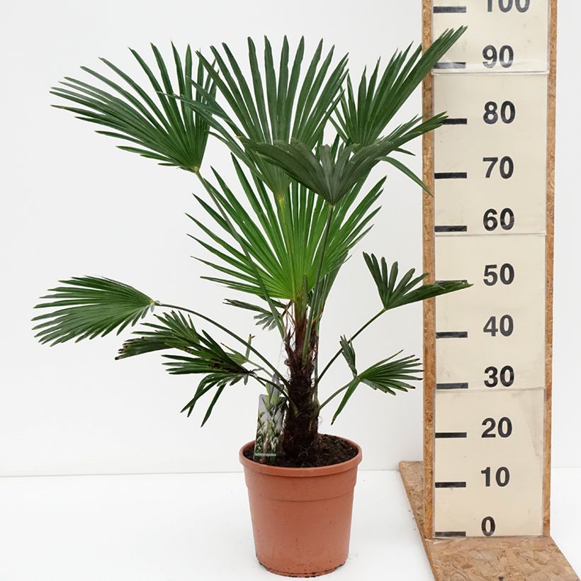 Spécimen de Trachycarpus wagnerianus - Palmier miniature Pot de 6L/7L tel que livré en automne