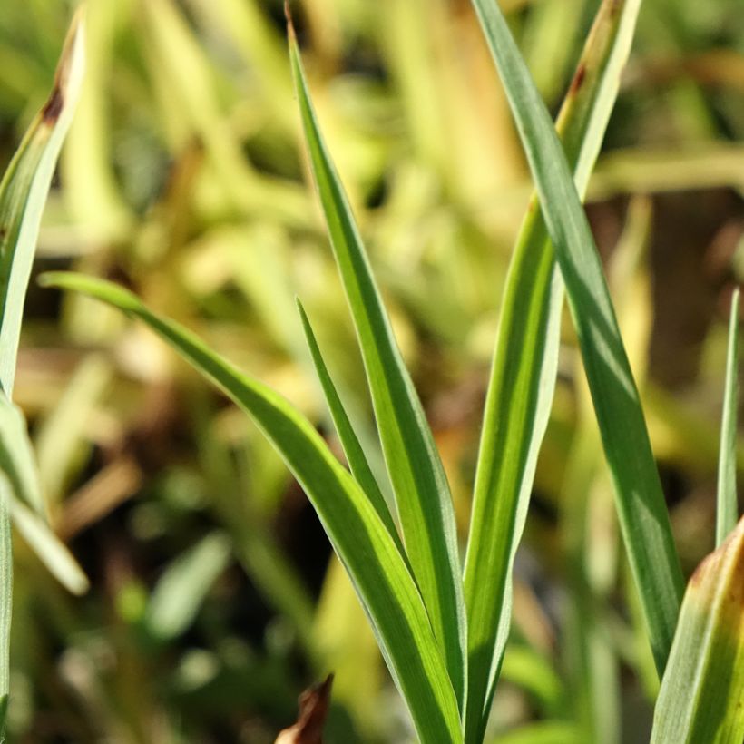Tradescantia andersoniana Domaine de Courson (Foliage)