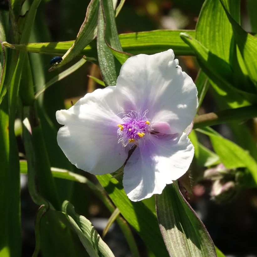 Tradescantia andersoniana Domaine de Courson (Floraison)