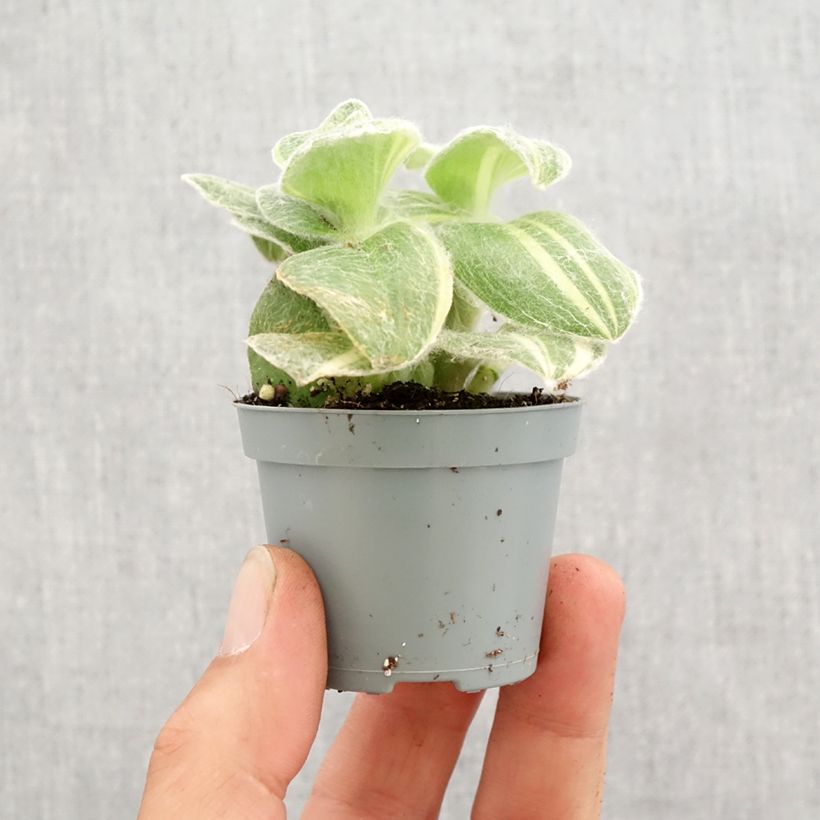 Example of Tradescantia sillamontana Variegata - Misère laineuse Mini-plante as you get in printemps