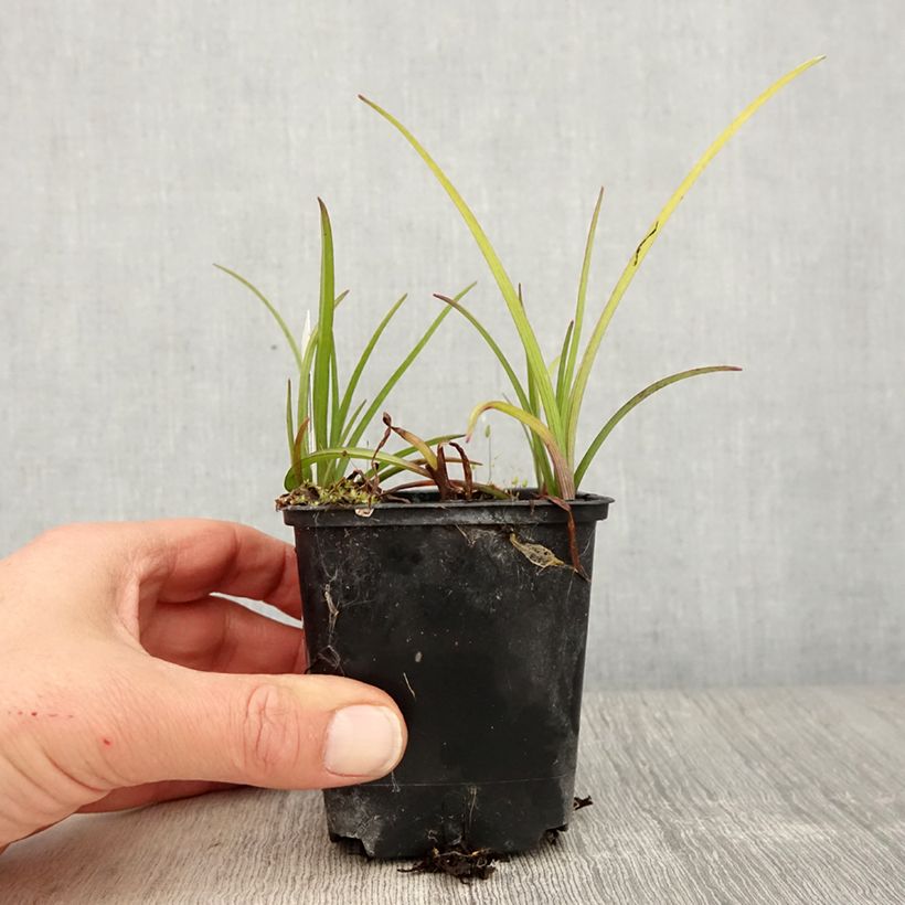 Example of Tradescantia virginiana Brevicaulis - Ephémère de Virginie Godet de 8/9 cm as you get in printemps