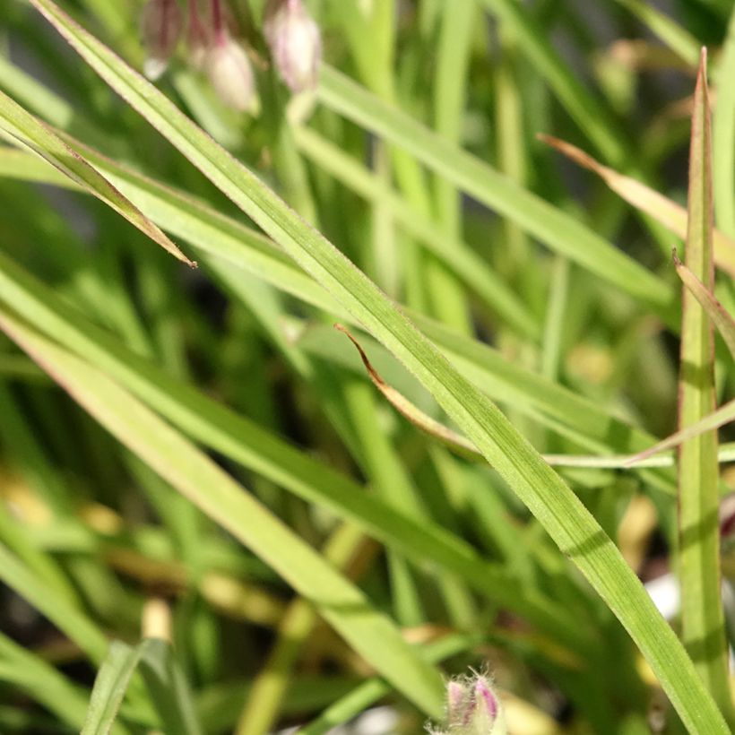 Tradescantia virginiana Brevicaulis - Ephémère de Virginie (Foliage)