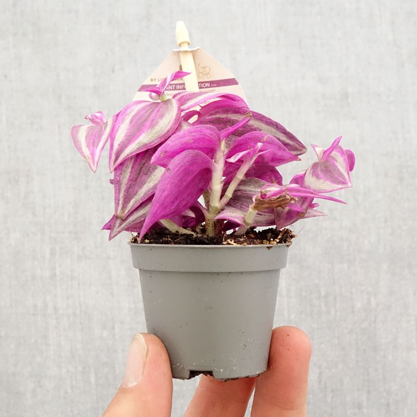 Spécimen de Tradescantia zebrina Pink Paradise Mini-plante tel que livré au printemps