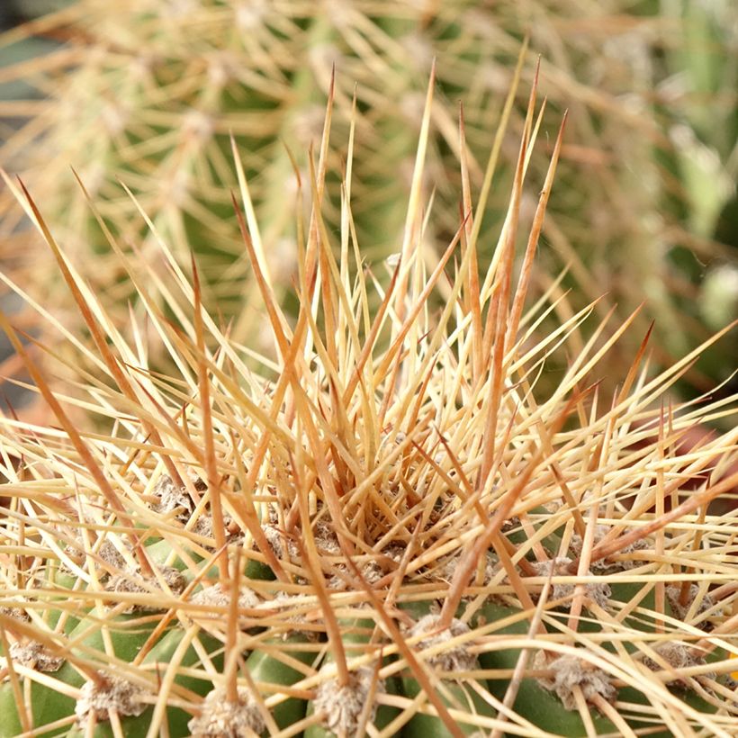Trichocereus terscheckii - Cactus cierge (Feuillage)