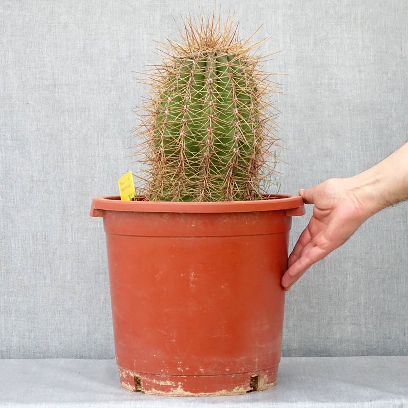 Spécimen de Trichocereus terscheckii - Cactus cierge Pot de 12L/15L tel que livré au printemps