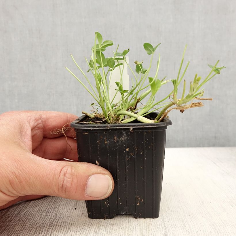 Example of Trifolium fragiferum - Trèfle porte-fraise Godet de 8/9 cm as you get in printemps