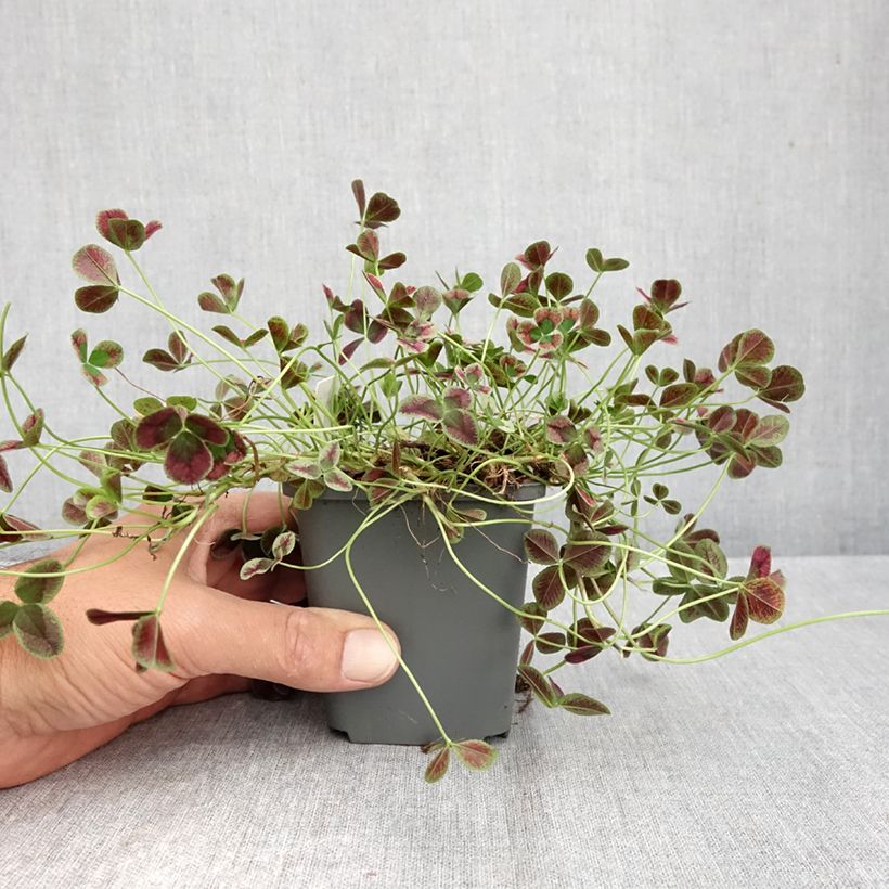 Spécimen de Trifolium repens Dark Debbie - Trèfle Godet de 8/9 cm tel que livré en automne