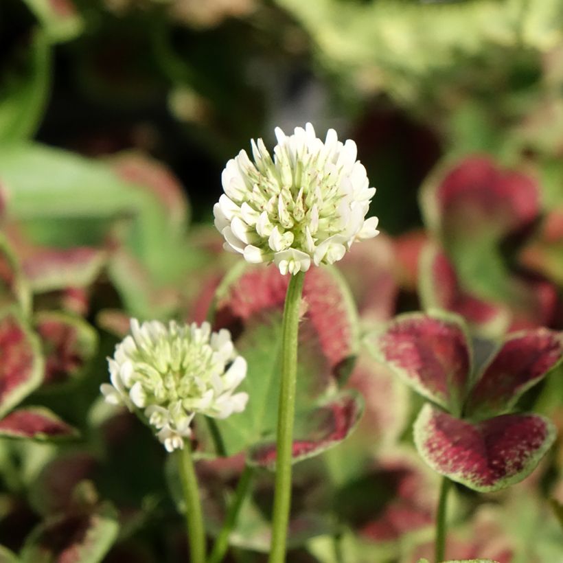 Trifolium repens Estelle - Trèfle (Floraison)
