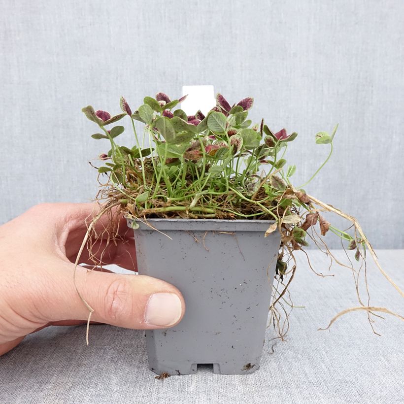 Spécimen de Trifolium repens Estelle - Trèfle Godet de 8/9 cm tel que livré au printemps