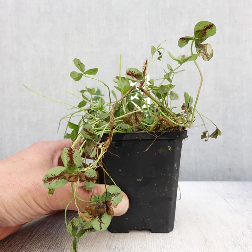 Spécimen de Trifolium repens Sweet Mike - Trèfle Godet de 8/9 cm tel que livré au printemps
