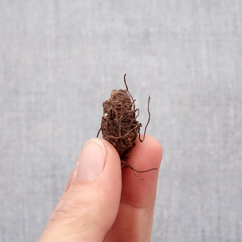 Example of Trillium catesbyi (catesbaei) Bulbe calibre I as you get in printemps