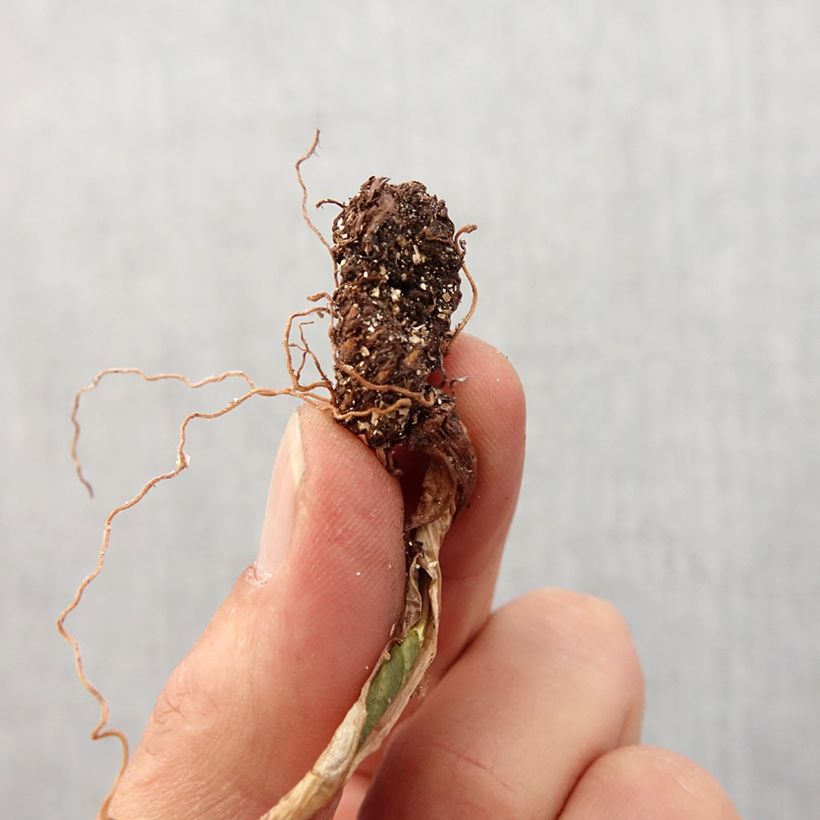 Spécimen de Trillium cuneatum Bulbe calibre I tel que livré au printemps