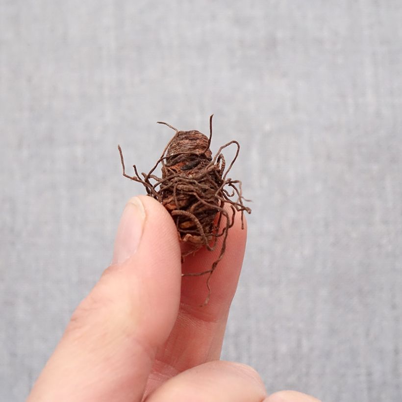 Spécimen de Trillium grandiflorum Flore Pleno - Trille blanc à fleurs doubles   Bulbe calibre I tel que livré au printemps