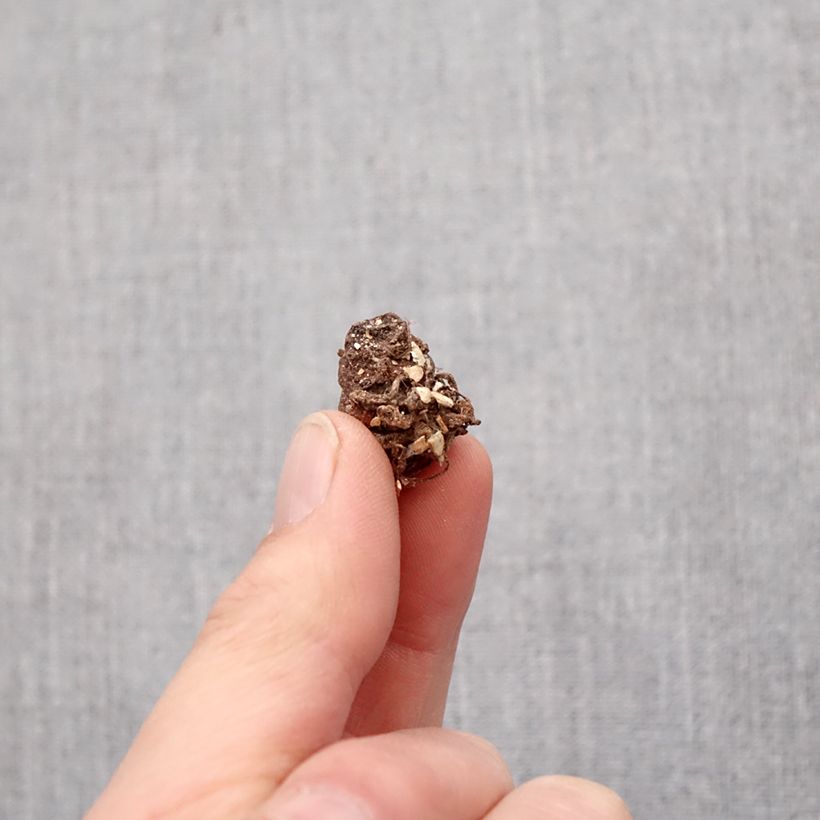 Spécimen de Trillium grandiflorum - Trille blanc Bulbe calibre I tel que livré au printemps