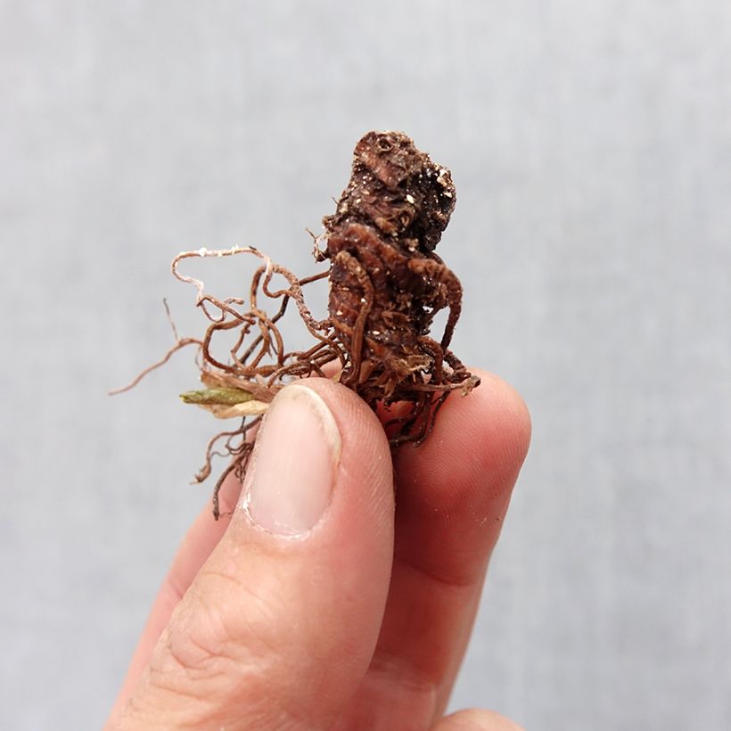 Example of Trillium recurvatum Bulbe calibre I as you get in printemps