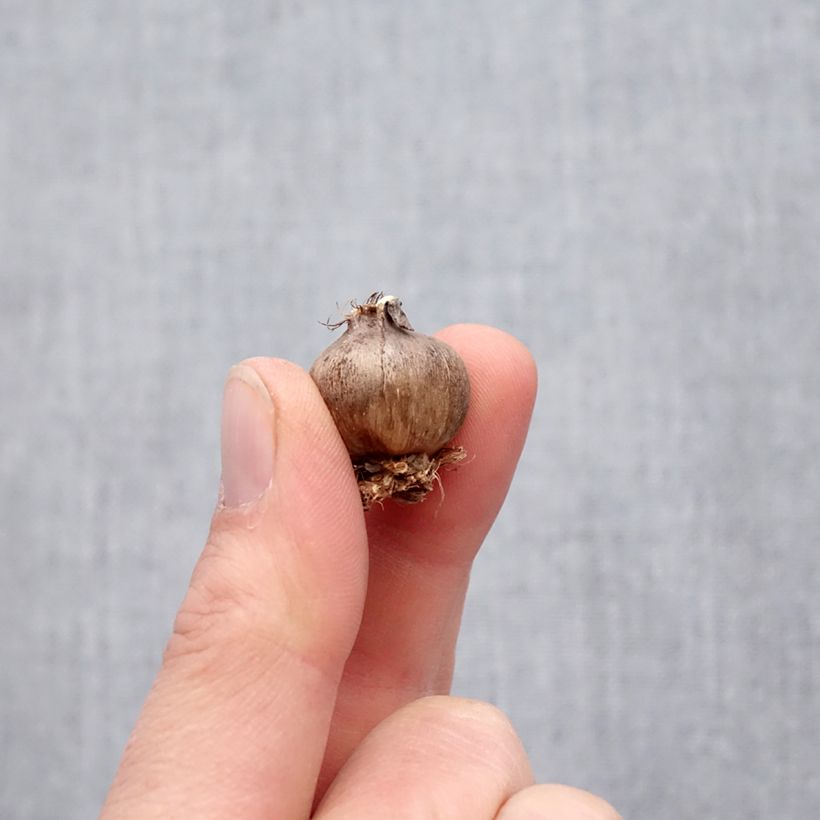 Spécimen de Triteleia Corrina Bulbe calibre 5+ tel que livré au printemps