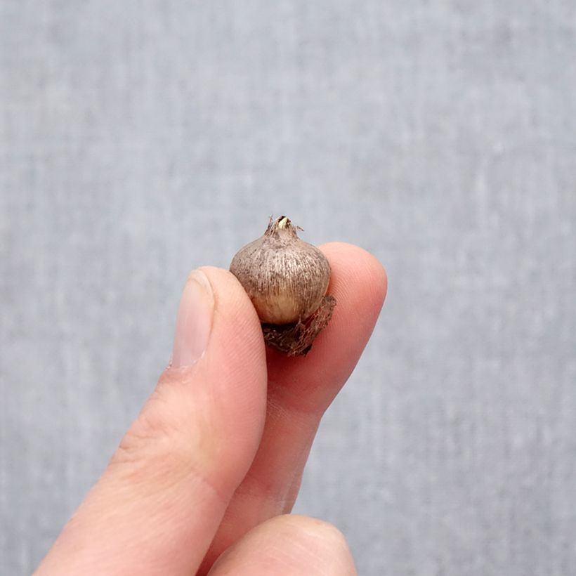 Example of Triteleia ixioides Starlight Bulbe calibre 5+ as you get in printemps