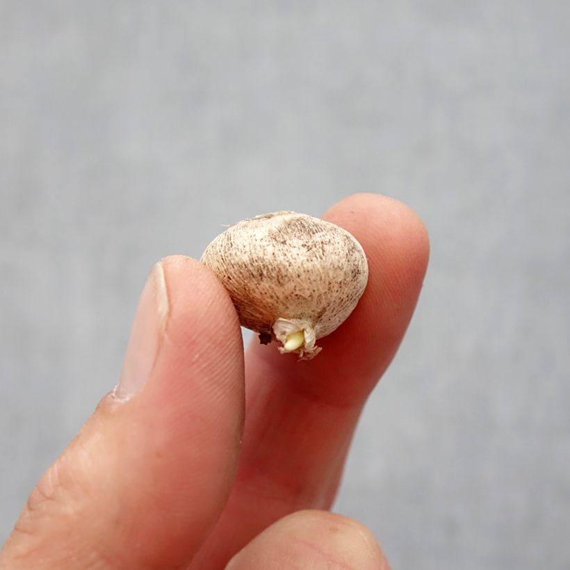 Example of Triteleia laxa Queen Fabiola Bulbe calibre 4+ as you get in printemps