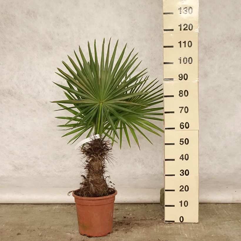 Spécimen de Trithrinax campestris - Palmier trident Pot de 7,5L/10L tel que livré en été