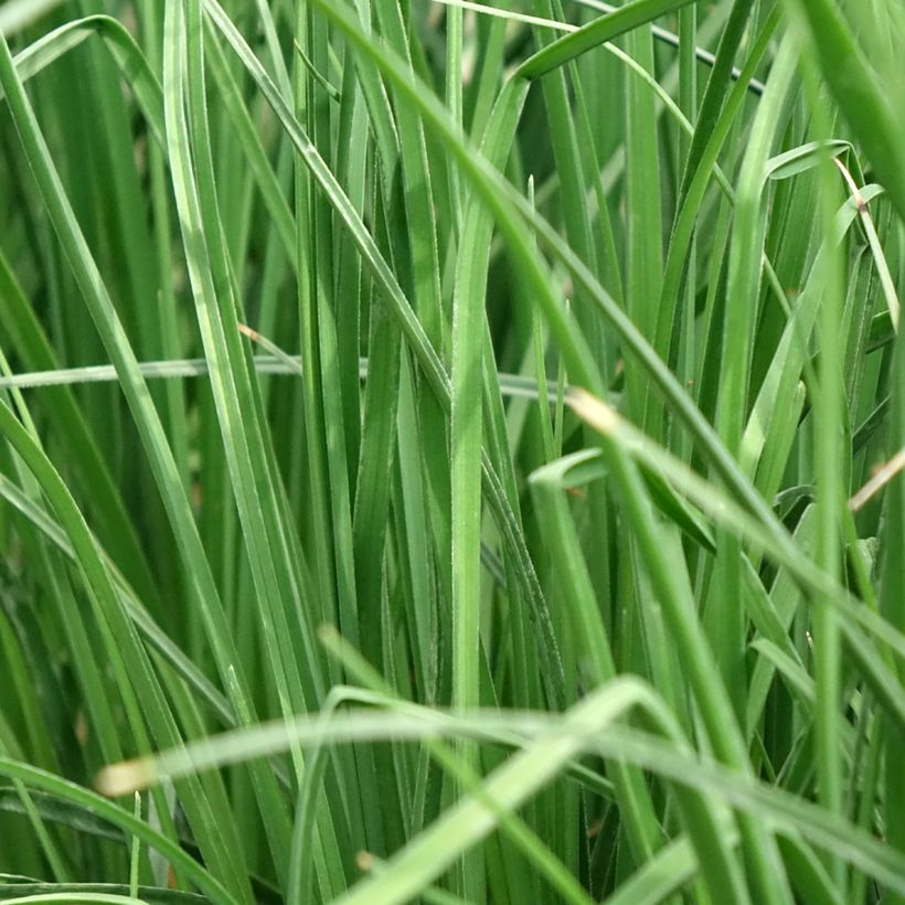Tritoma - Kniphofia Papaya Popsicle (Foliage)