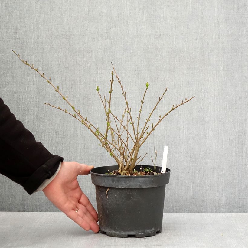 Spécimen de Troène commun - Ligustrum vulgare Lodense Pot de 3L/4L tel que livré au printemps