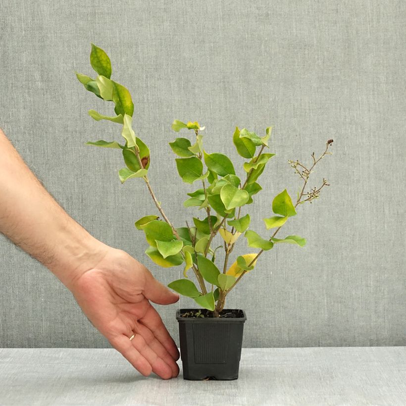 Spécimen de Troène de Chine - Ligustrum lucidum Godet de 8/9 cm tel que livré en été