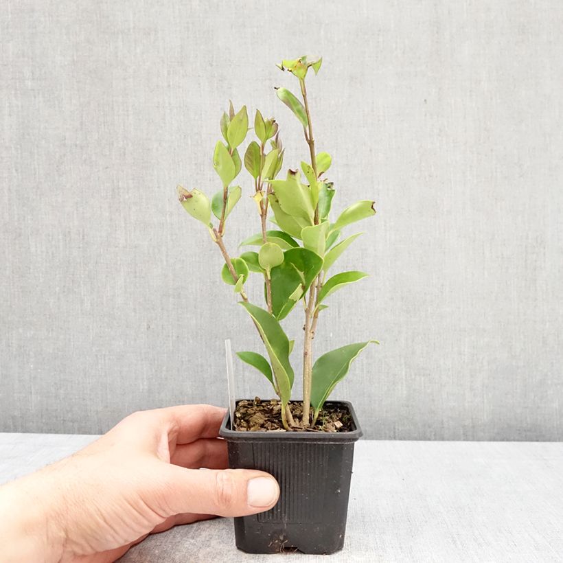Spécimen de Troène de Chine - Ligustrum lucidum Godet de 8/9 cm tel que livré au printemps