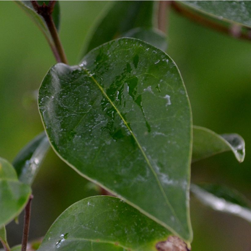 Troène du Japon - Ligustrum japonicum (Foliage)