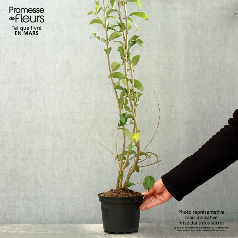 Example of Troène du Japon - Ligustrum japonicum Pot de 1,5L/2L as you get in printemps