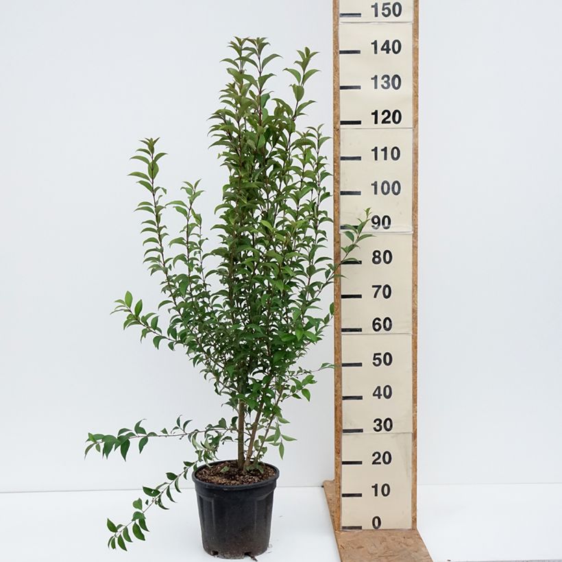 Spécimen de Troène du Japon - Ligustrum japonicum Pot de 7,5L/10L tel que livré en automne