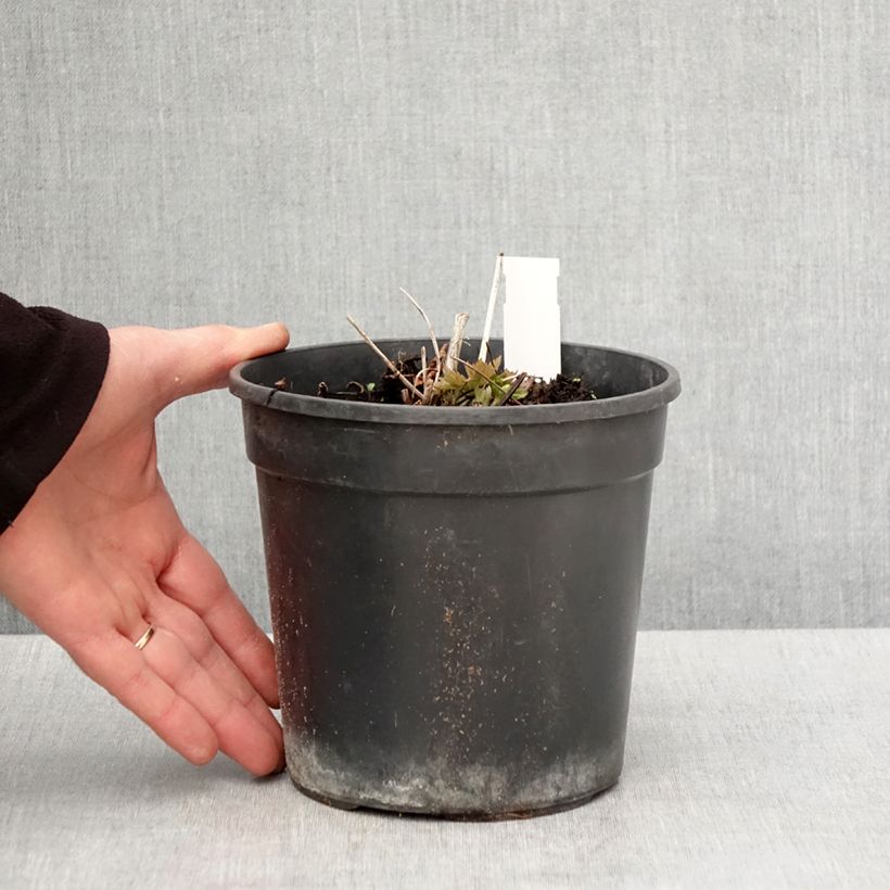 Spécimen de Trolle - Trollius chinensis Golden Queen Pot de 2L/3L tel que livré au printemps