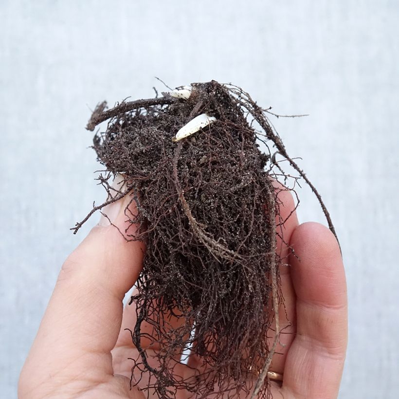 Spécimen de Trolle - Trollius chinensis Golden Queen Racines nues, Qualité Extra équivalant à un pot de 2L tel que livré en hiver