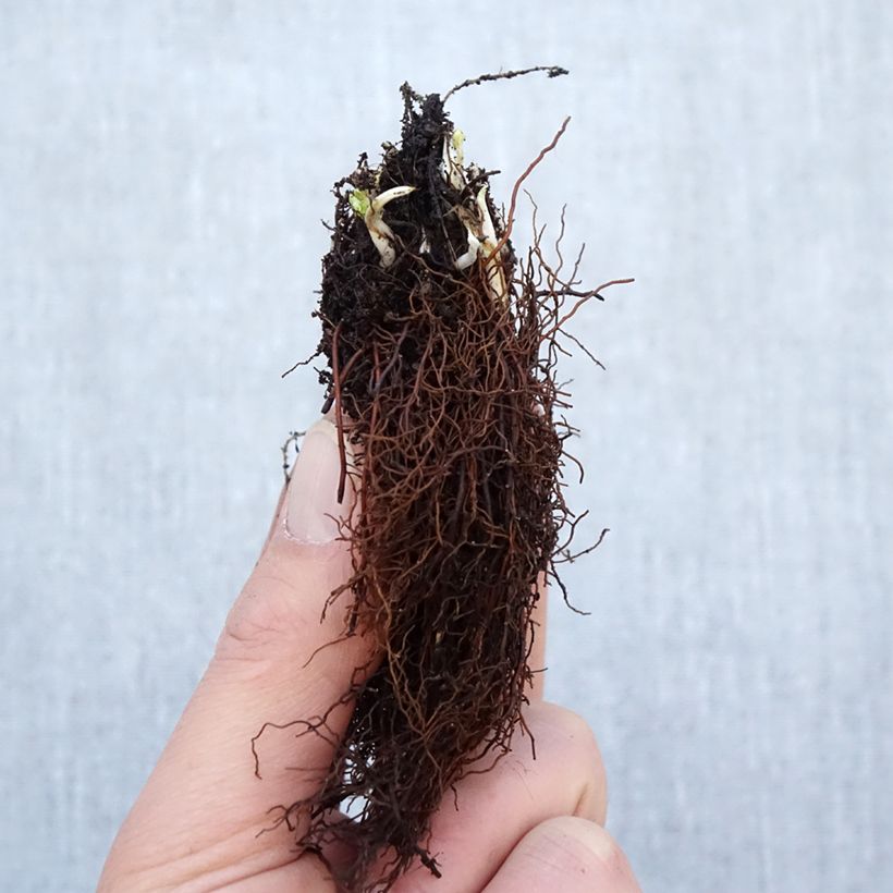 Spécimen de Trolle - Trollius cultorum Cheddar Racines nues, Qualité Extra équivalant à un pot de 2L tel que livré en hiver