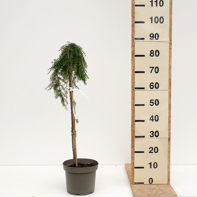 Spécimen de Tsuga heterophylla Thorssen's Weeper - Pruche de l'Ouest Pot de 4L/5L, Tige, Tige de 60 cm tel que livré au printemps