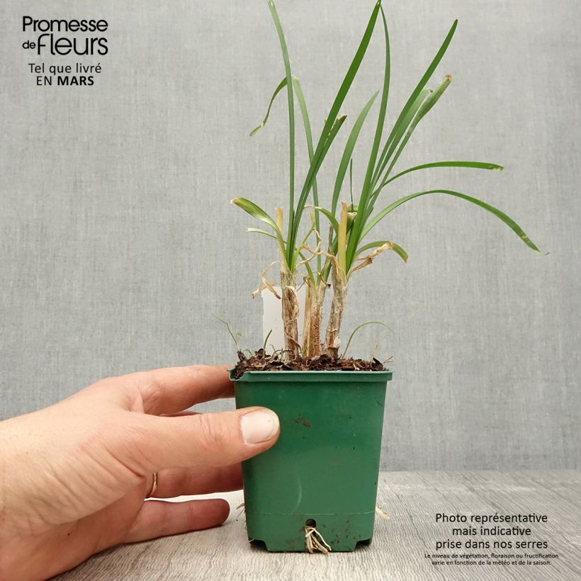 Spécimen de Tulbaghia cominsii Violacea Godet de 8/9 cm tel que livré au printemps