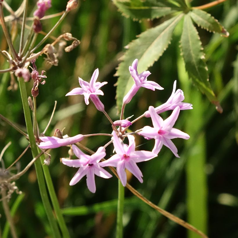 Tulbaghia Dark Star - Tulbaghie (Floraison)
