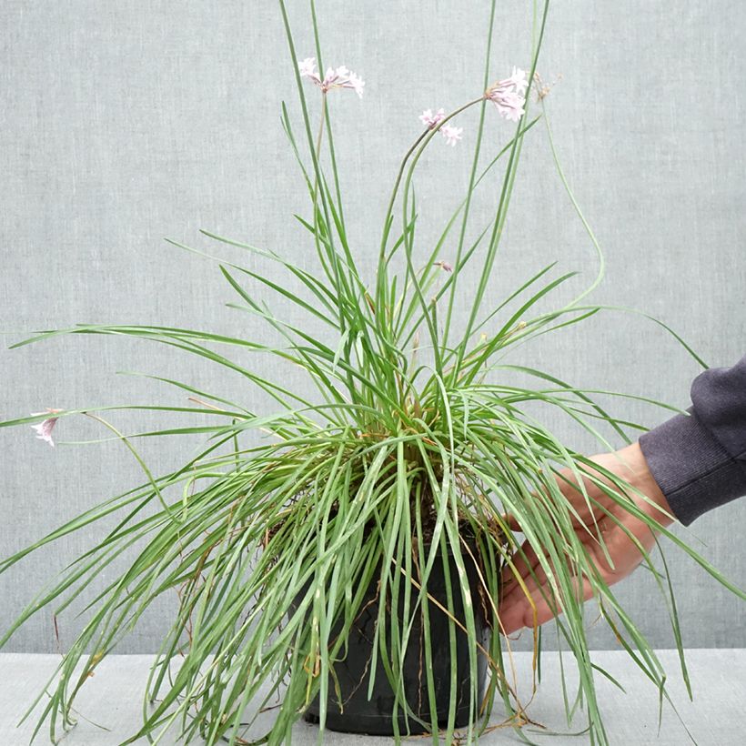 Spécimen de Tulbaghia Fairy Star - Tulbaghie Pot de 3L/4L tel que livré au printemps
