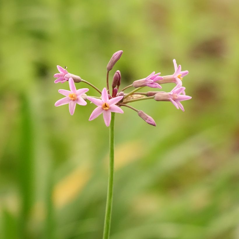 Tulbaghia Himba - Tulbaghie hybride  (Floraison)
