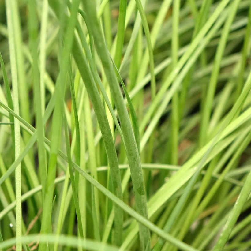 Tulbaghia Purple Eye - Tulbaghie (Feuillage)
