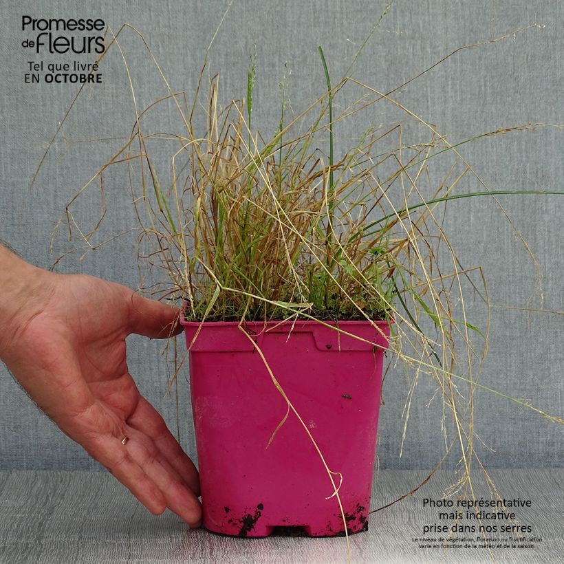 Spécimen de Tulbaghia violacea Ashanti Pot de 2L/3L tel que livré en automne
