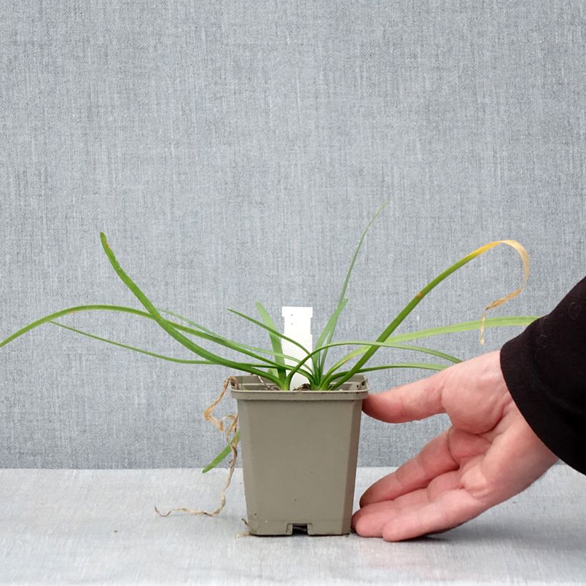 Example of Tulbaghia violacea Savannah Lightning - Tulbaghie  Godet de 8/9 cm as you get in printemps