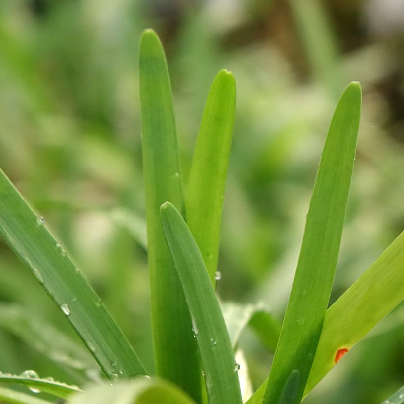 Tulbaghia violacea Savannah Lightning - Tulbaghie  (Foliage)
