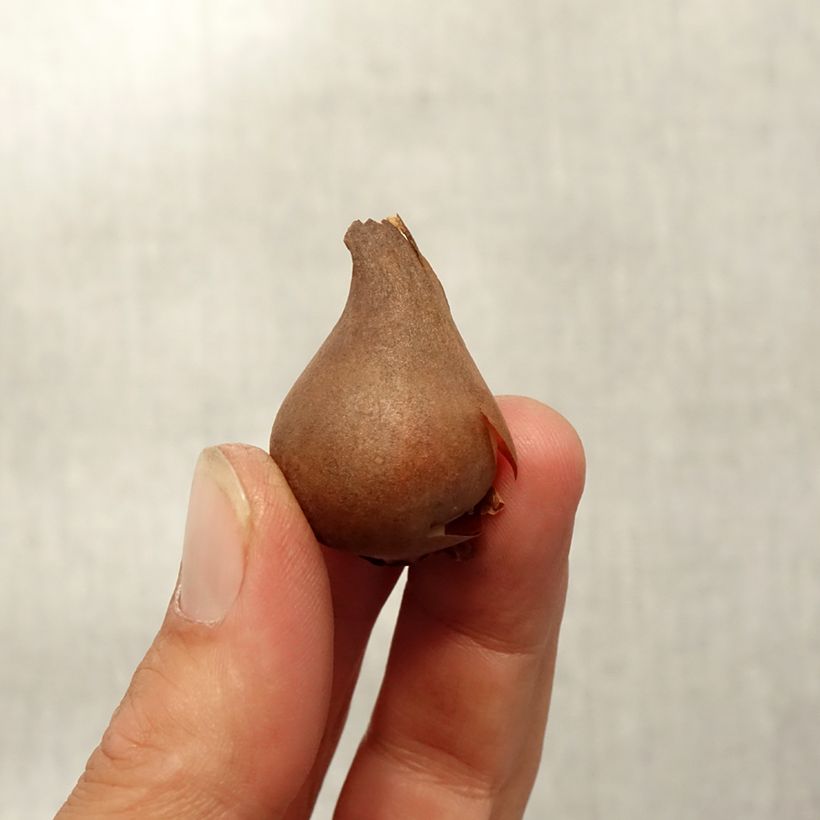 Spécimen de Tulipe botanique acuminata - Tulipe cornue Bulbe calibre 8+ tel que livré en automne