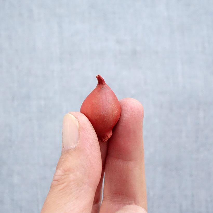 Spécimen de Tulipe botanique clusiana Annika Bulbe calibre 6+ tel que livré en automne